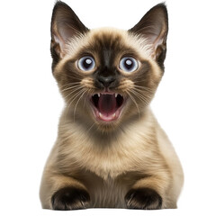 Obraz premium Surprised Siamese Kitten