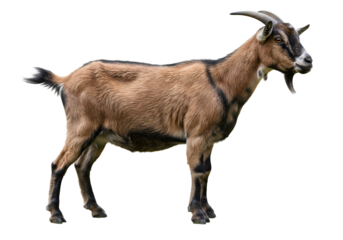 Brown Goat Image isolated on white background
