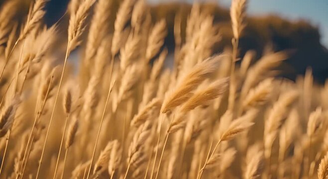 Close up yellow dry fluffy spikelets sway in the wind against the blue sky Background of dried grass golden dried flowers Nature beauty futage 4K