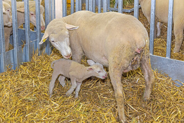 Newborn Lamb With Ewe in Enclosure at Animal Farm