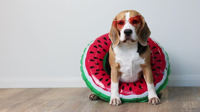 Beagle dog wearing sunglasses and a swimming ring . Concept of a summer holiday by the sea.  