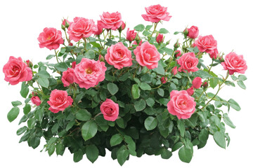 A lush pink rose bush blooming vibrantly showcasing delicate petals and deep green leaves on transparent background