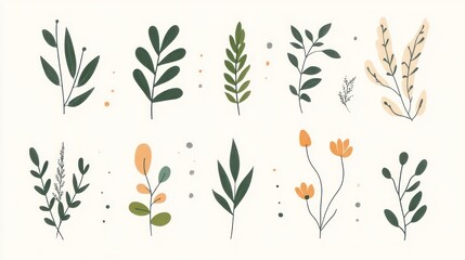 Floral Illustrations Collection