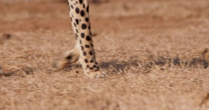 Close up pan shot of a cheetahs (Acinonyx jubatus) fore limbs striding in the kenyan plain at morning