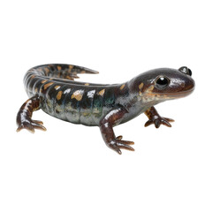 Obraz premium Elegant Salamander: Nature's Colorful Wonder on white background