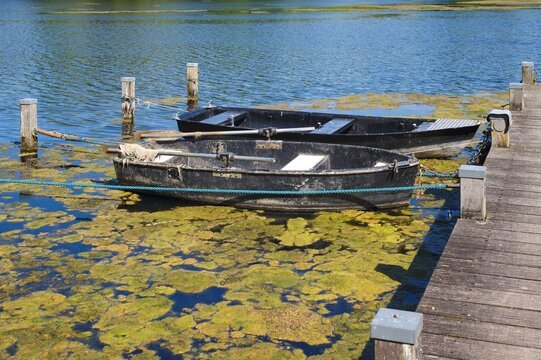 Two rowboats tied up at wooden pier covered in algae bloom