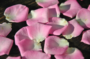 pink rose petals on a dark background