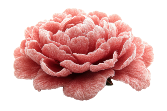 Delicate coral peony blossom soft velvety petals against a stark black background Exquisite on transparent background