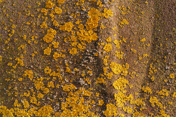 Close-up of yellow lichen. Natural background.