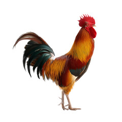 Fototapeta premium A vibrant rooster stands proudly, showcasing its colorful plumage. It has a striking red comb and wattle