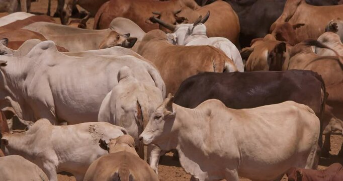Wide shot of a group of boran cattles (Bos indicus) bunched together in the savanna at eventide
