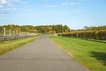 Empty back road running through vineyards in the countryside on a sunny autumn day