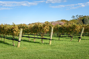 Rows of vines in a winery in the countryside under clear blue sky in autumn
