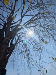 Bare Tree Branches Against Clear Blue Sky with Bright Sunlight Glimmering Through Leaves