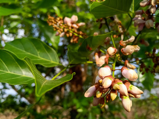 Pongamia pinnata flowers also known as Indian beech or Pongam oiltree