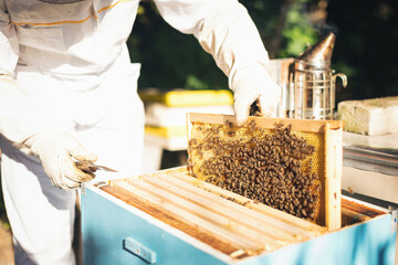Young beekeeper  taking care of bee hives