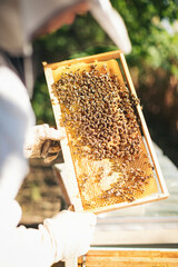 Young beekeeper  taking care of bee hives