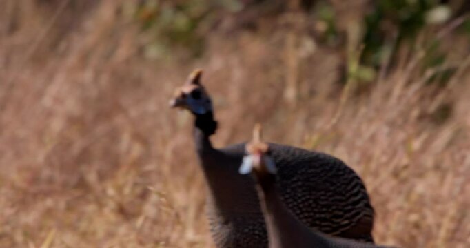Close up shot of a flock of helmeted guinea fowl (Numida meleagris) moving around in the bushland savanna at kenya during sunrise 