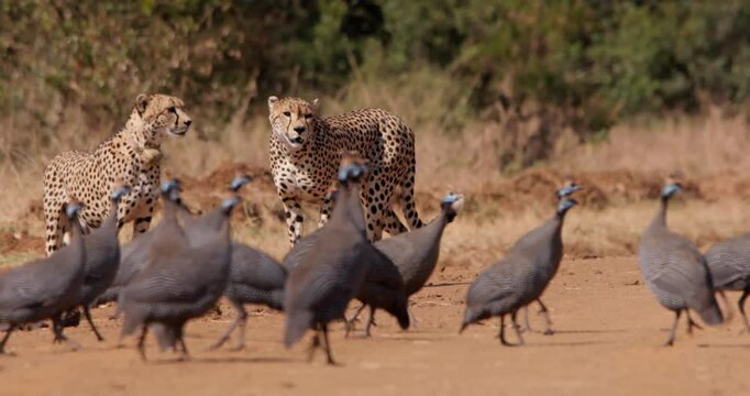Wide bokeh shot of a helmeted guinea fowl (Numida meleagris) making way for a coalition of cheetahs in a kenyan plain at morning