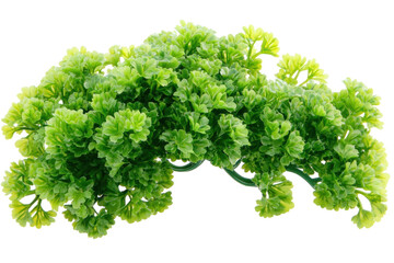 Fototapeta premium Lush green artificial parsley sprig vibrant foliage detail against a black background perfect on transparent background