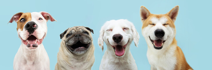 Banner pets smiling. Four dogs with happy expression. and closed eyes. Isolated on blue pastel colored background.