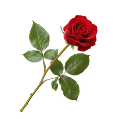Obraz premium A vibrant red rose with green leaves, perfect symbol of love and affection