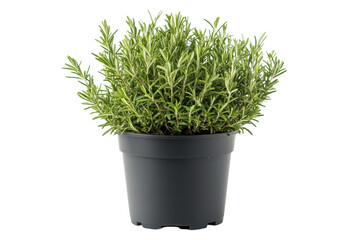 Lush Rosemary Herb Plant in Dark Gray Pot vibrant green leaves against a black background on transparent background