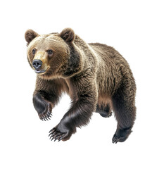 Fototapeta premium Powerful Brown Bear on Transparent Background