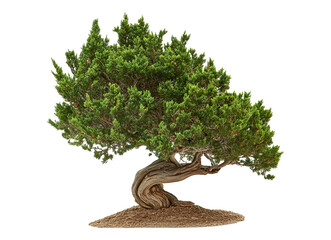 Common Juniper