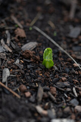 vertical close-up of a small green plant sprouting out for dirt and wood chips 