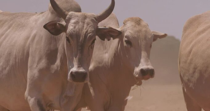 Close up shot of a flock of boran cattle (Bos indicus) bodies striding in the grasslands of kenya during evening