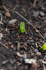 vertical close-up of a small green plant sprouting out for dirt and wood chips 