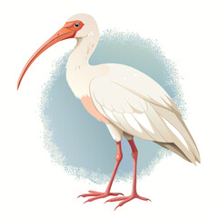 White Ibis Bird Illustration Detailed Vector Graphic