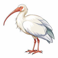 White Ibis Bird Illustration Detailed Drawing