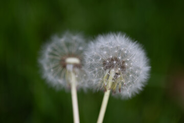 horizontal portrait of a close-up of two dandelions with their seeds against a dark green background