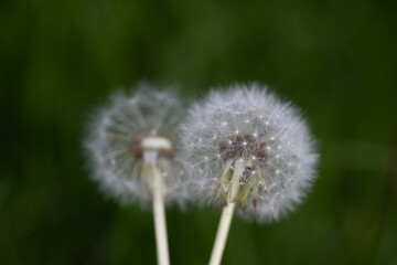 horizontal portrait of a close-up of two dandelions with their seeds against a dark green background