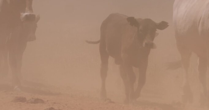 Close up shot of a herd of boran cattle (Bos indicus) frames and calves walking in a veil of dust in the plains of kenya at afternoon