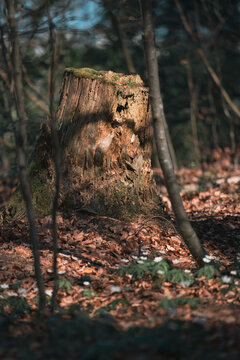 Tree stump in the forest