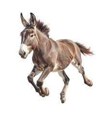 Obraz premium Running Mule