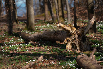 Fallen trunk in forest