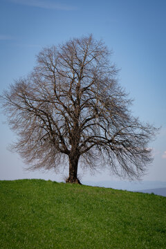 Solitary Winter Tree