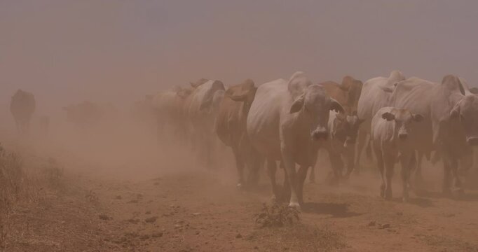 Wide shot of a herd of boran cattle (Bos indicus) walking in a dust shroud at evening in a kenyan plain