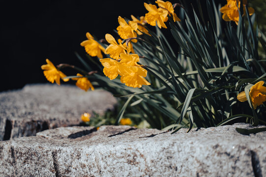 Yellow daffodils flowers