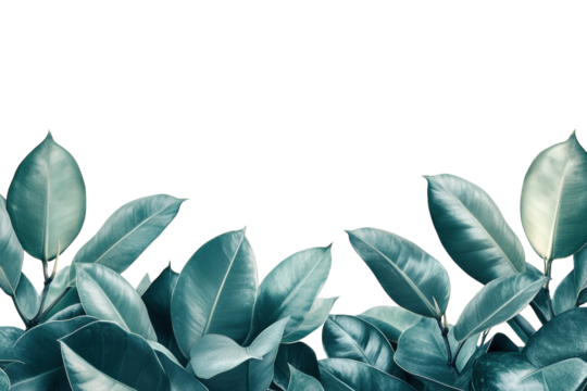 Serene teal ficus leaves against a dramatic black backdrop creating a lush tranquil botanical on transparent background