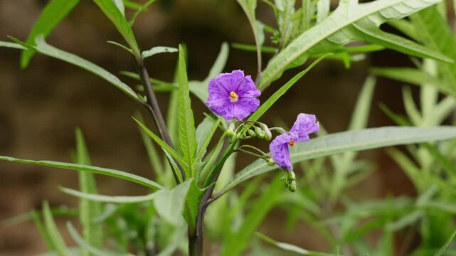 Des fleurs violettes &eacute;clatantes poussent sur une plante verte, illumin&eacute;es par la lumi&egrave;re douce de l'apr&egrave;s-midi. Le jardin, luxuriant, d&eacute;gage une atmosph&egrave;re paisible.
