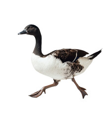 Obraz premium goose isolated on white