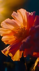 Close up of a vibrant multicolored flower bloom with soft delicate petals bathed in warm natural sunlight
