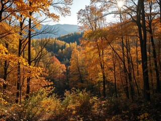 Obraz premium Fall Foliage in Upstate New York Woods