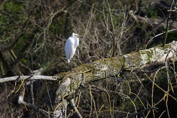 Great Egret on a fallen tree trunk, Great Egret preening its feathers in bright sunshine, sunny morning and Great Egret tree trunk, leafless branches in the background