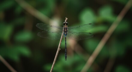 Fototapeta premium Dragonfly perched on branch with green blurred background close up